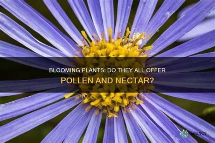 Does all plants have pollen