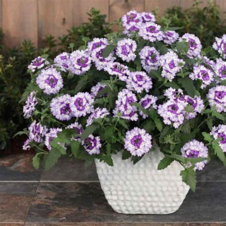 Does all Verbena trail