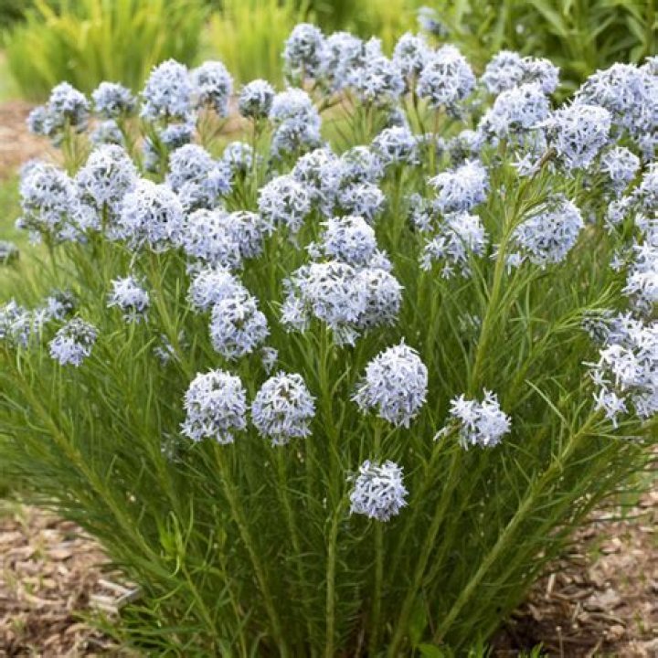 Does Amsonia like full sun