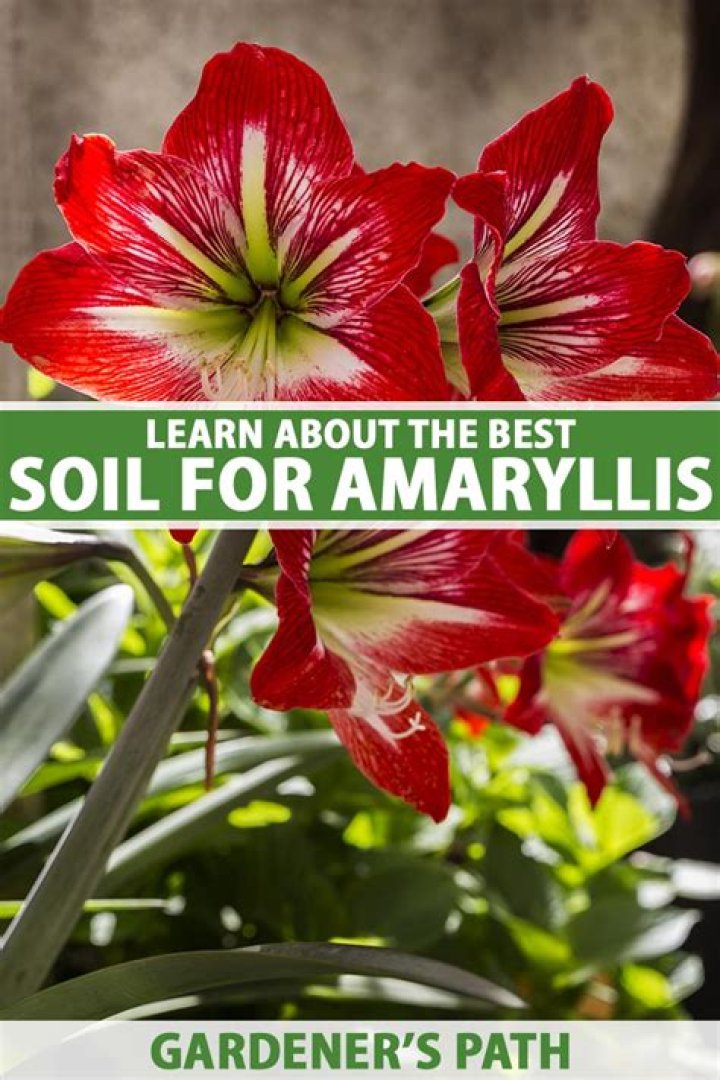 Does an amaryllis need soil