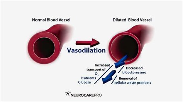 Does ANP cause vasodilation