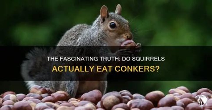 Does any animal eat conkers