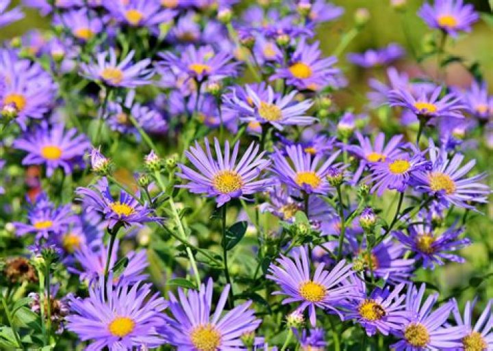 Does aster bloom all summer