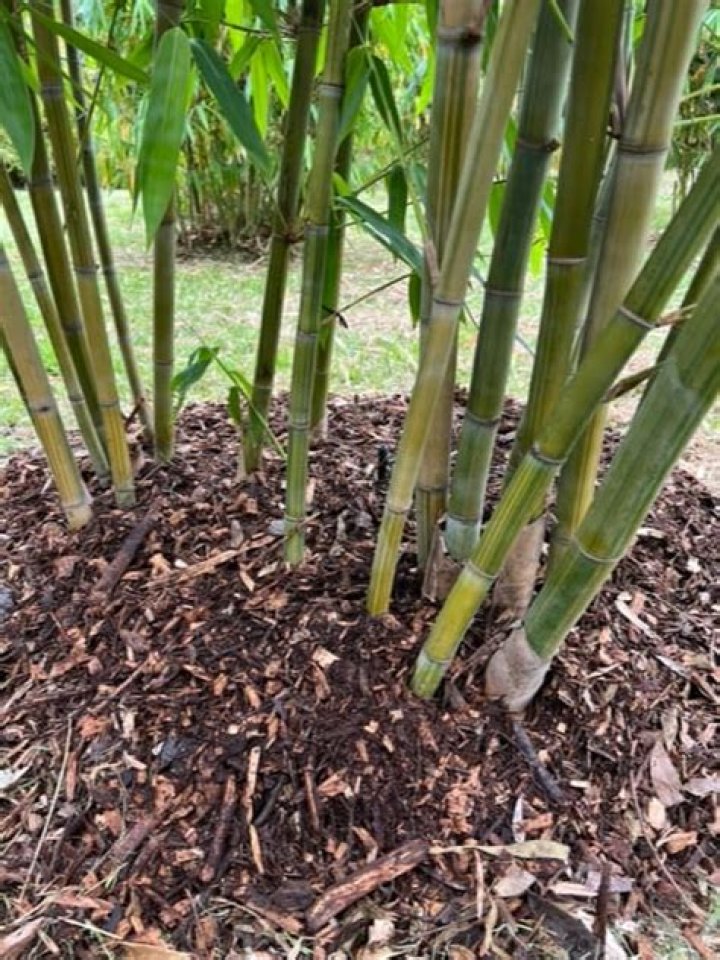 Does bamboo make good mulch