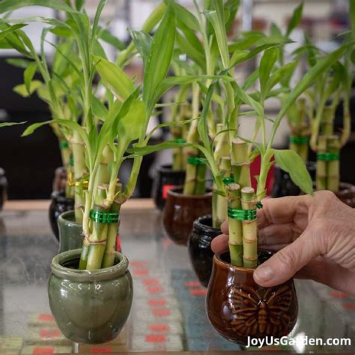 Does bamboo need plant food