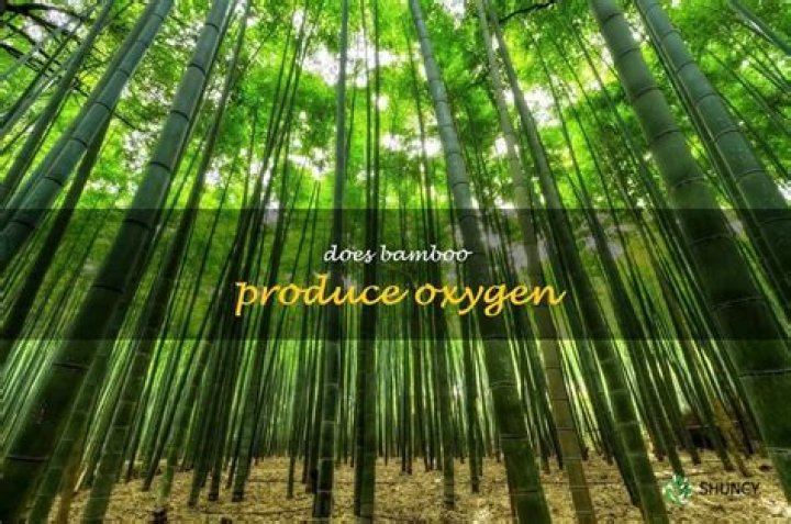 Does bamboo produce oxygen