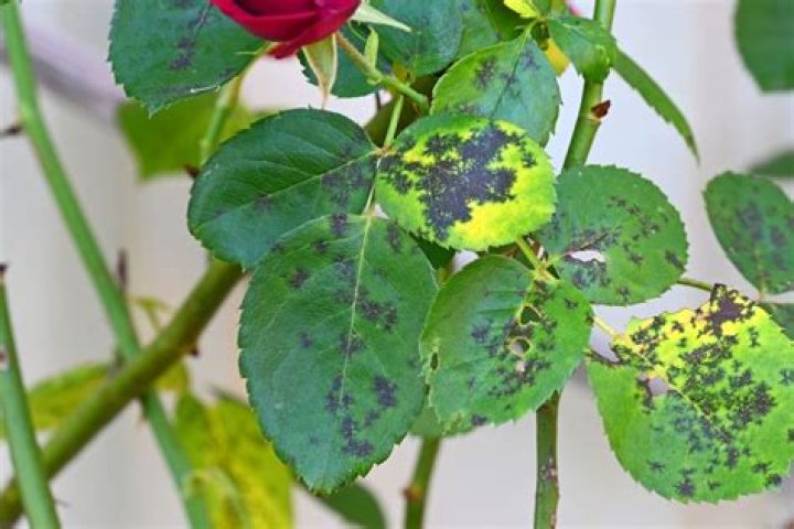 Does black spot kill plants
