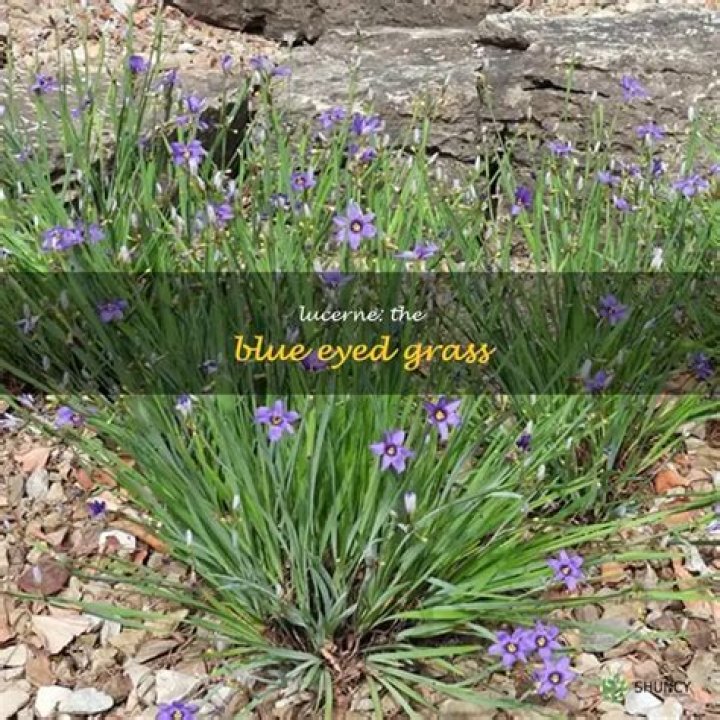 Does Blue Eyed Grass spread