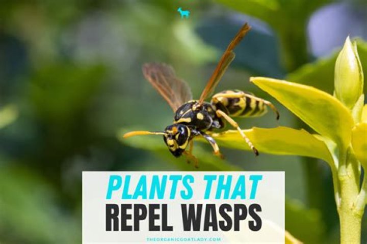 Does blue paint repel wasps