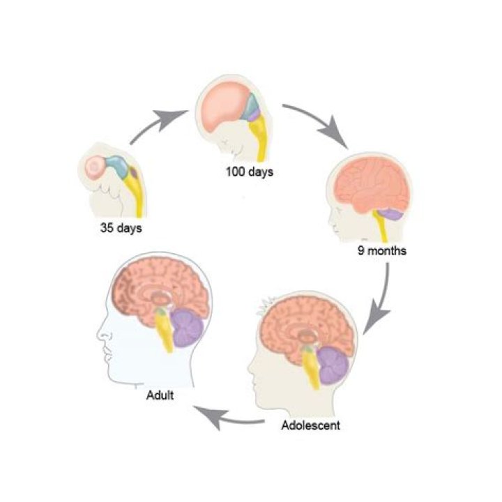 Does brain grow after birth