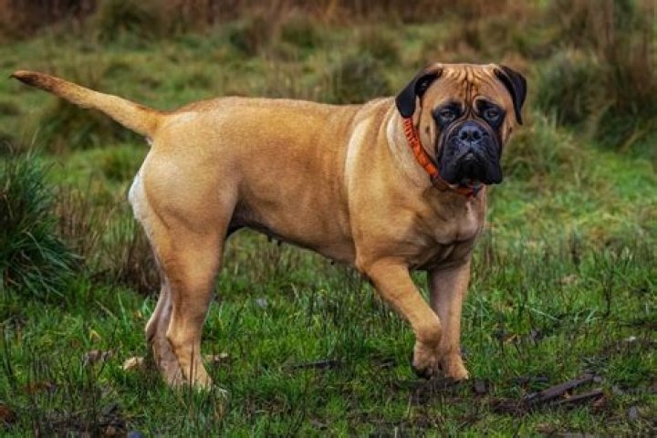Does Bullmastiff bark a lot