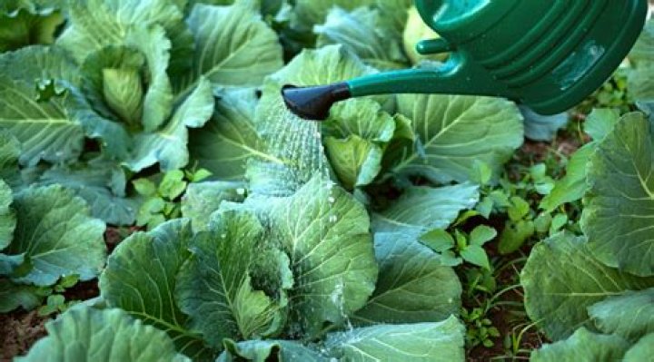 Does cabbage grow in Hawaii