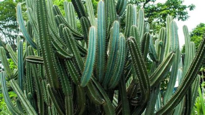 Does cactus grow towards sun