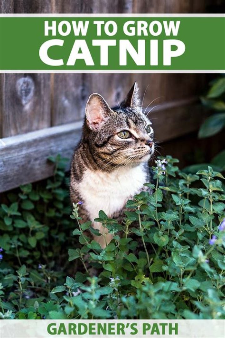 Does catnip grow in Florida