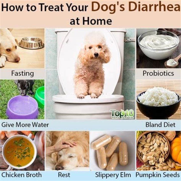 Does cheese help dog diarrhea