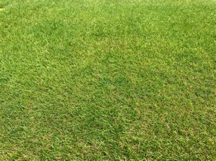 Does chewing fescue spread