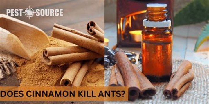 Does cinnamon oil kill ants
