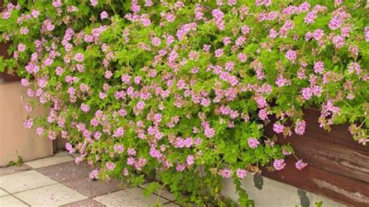 Does citronella smell nice