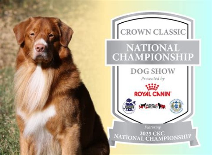 Does CKC have dog shows