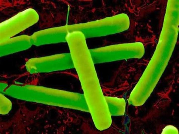 Does Clostridium Sporogenes need oxygen