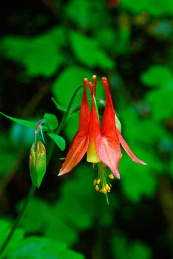 Does Columbine have nectar