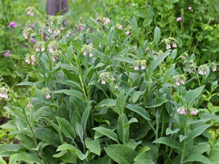 Does comfrey spread easily