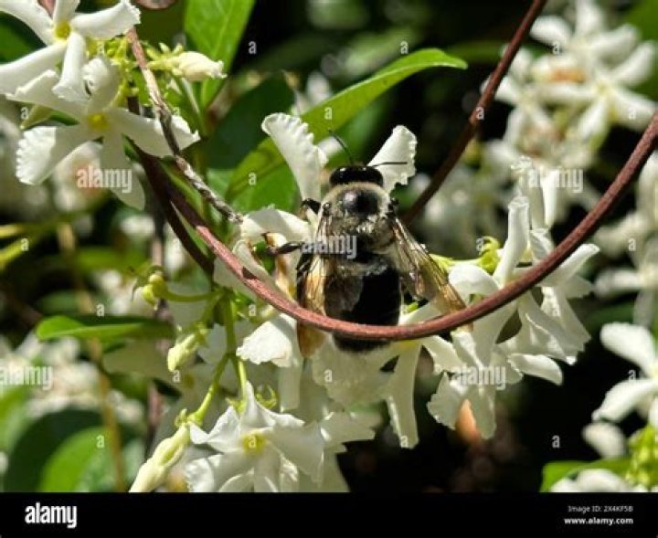Does Confederate jasmine attract bees