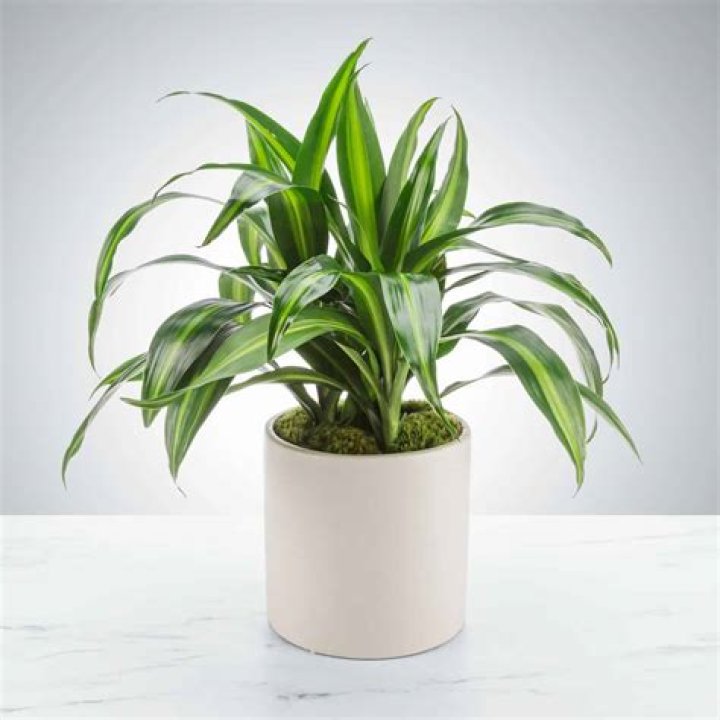 Does Dracaena clean the air