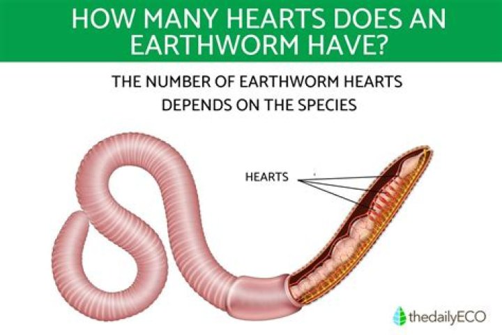 Does earthworm have a heart
