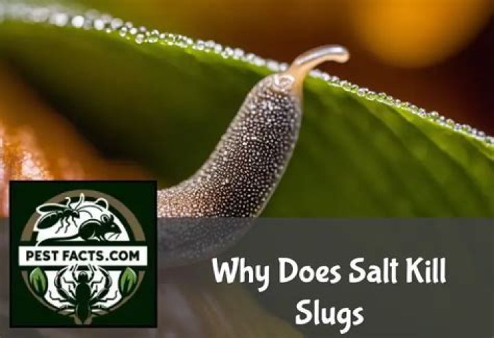 Does Epsom salt kill slugs