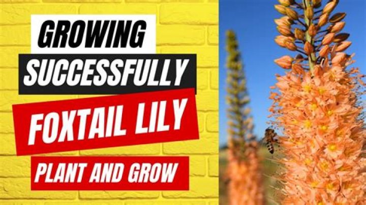 Does foxtail lily multiply