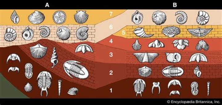Does geology study fossils