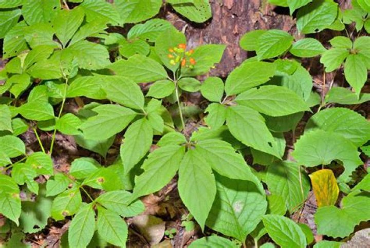 Does ginseng grow in the Midwest