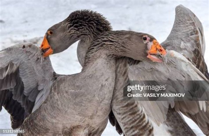 Does goose down hurt geese