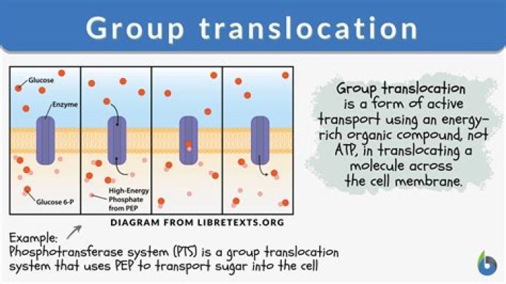 Does group translocation require energy