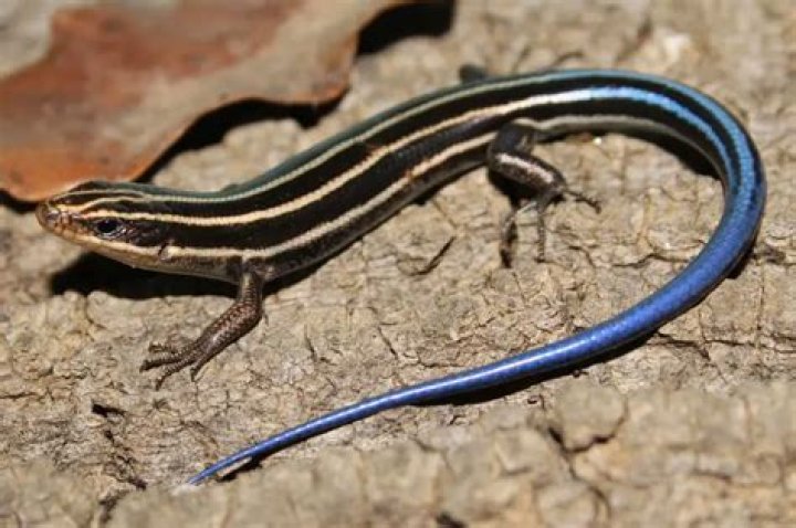 Does Indiana have lizards