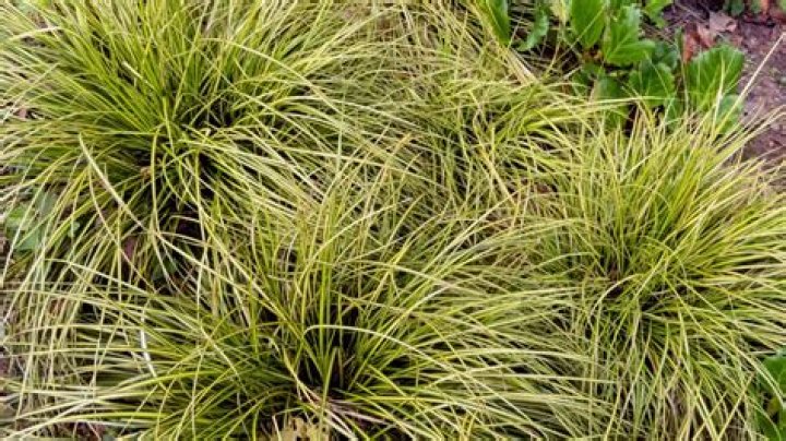 Does Japanese sedge spread