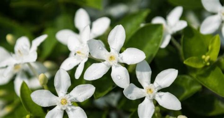 Does jasmine grow in North Carolina