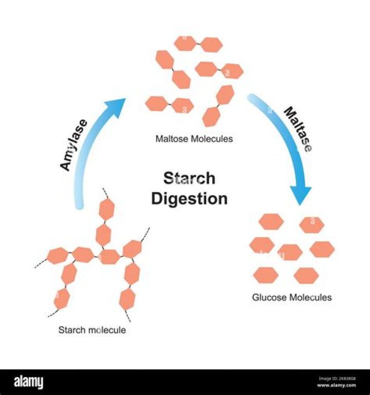 Does maltase act on starch