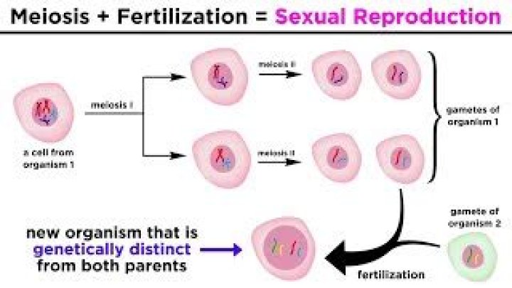 Does meiosis occur after fertilization