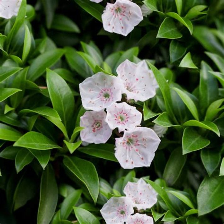 Does mountain laurel smell