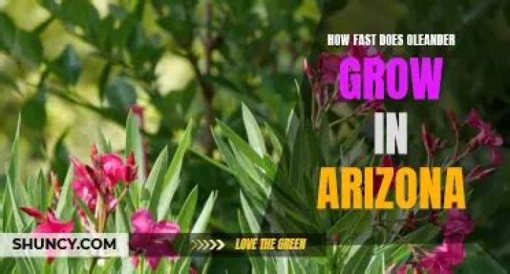 Does oleander grow in Arizona