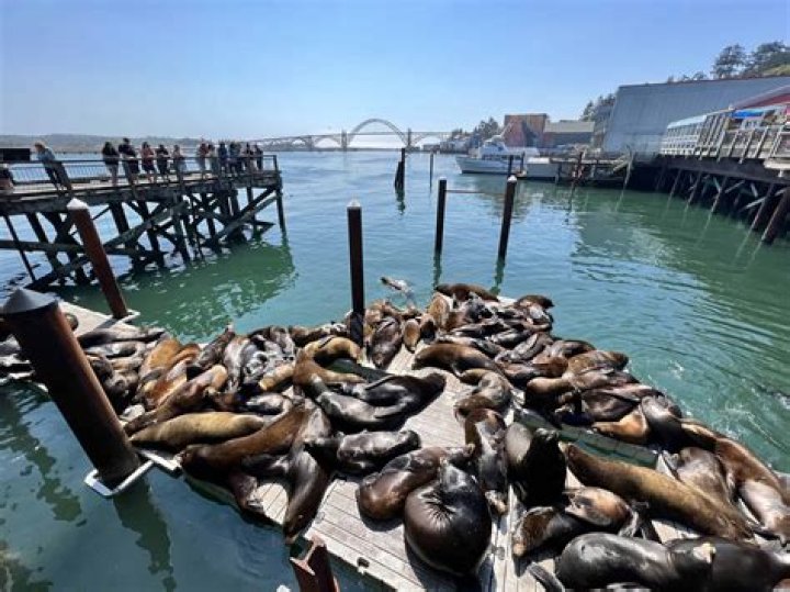 Does Oregon have sea lions