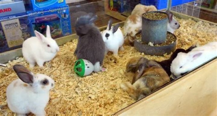 Does PetSmart sell bunnies
