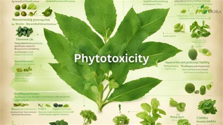 Does phototoxicity go away