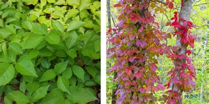 Does poison ivy grow walls