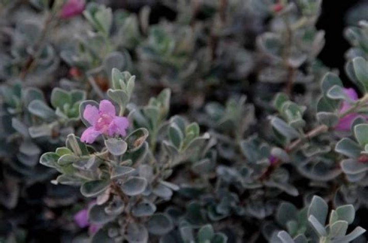 Does sage grow in the wild