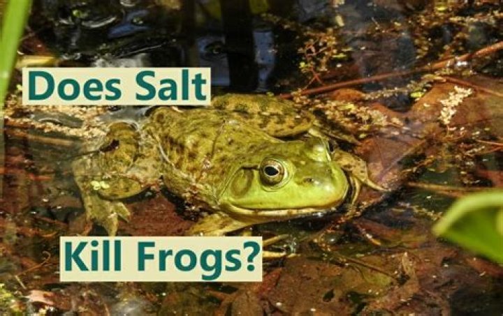 Does salt water kill frogs