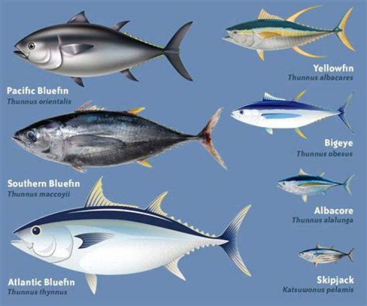 Does tuna fish have lysine
