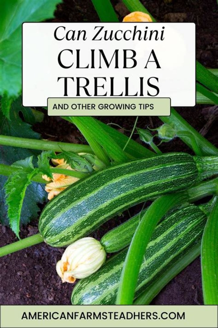 Does zucchini squash climb
